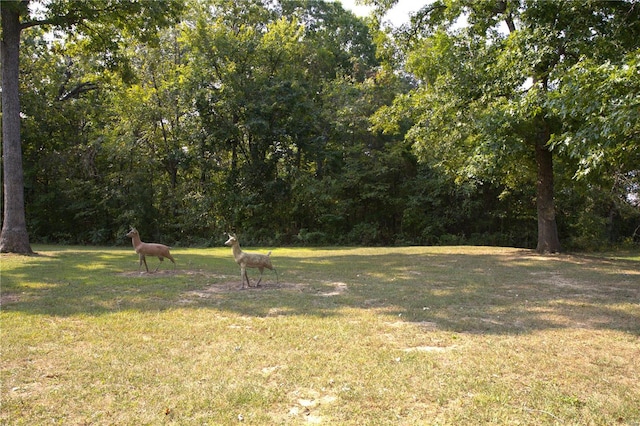 view of grassy yard
