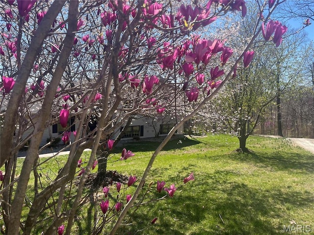 view of grassy yard