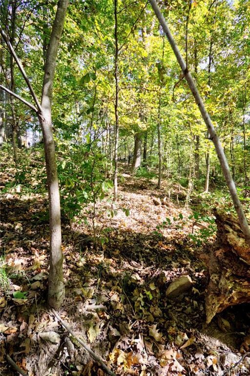 view of woods