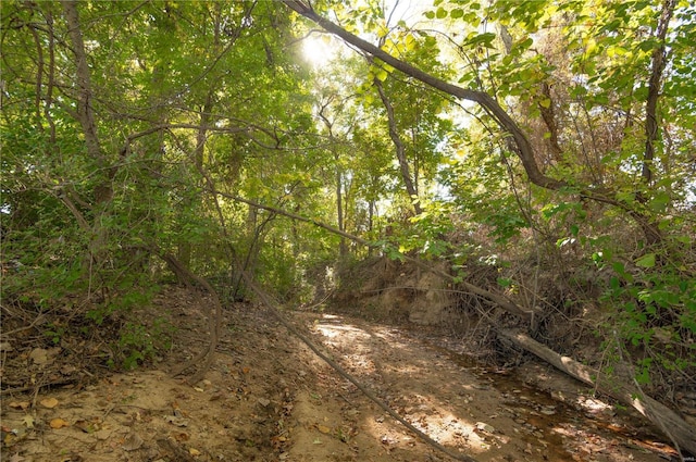 12191 County Road 637, Dexter, MO 63841 - view of tree filled area