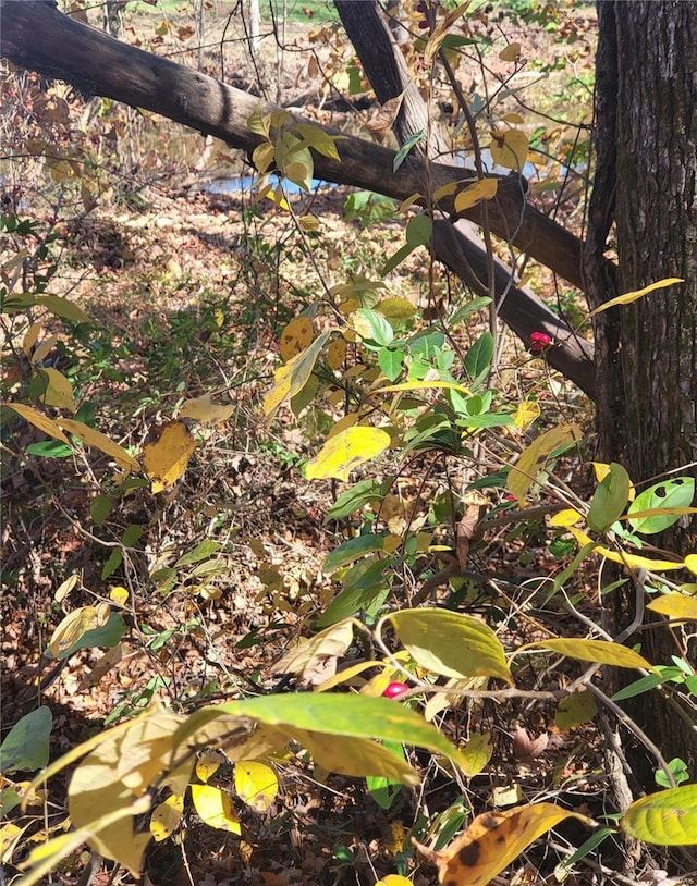2724 Wayne Rte # Oo, Greenville, MO 63944 - view of local wilderness