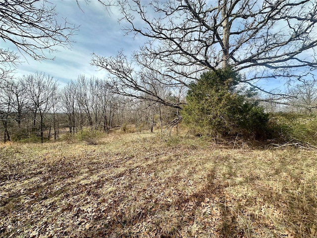 view of local wilderness