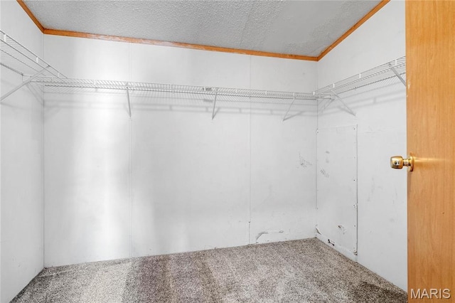 spacious closet featuring carpet