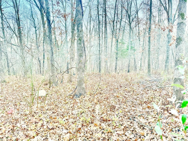 2560 Birch St, Doe Run, MO 63637 - view of woods
