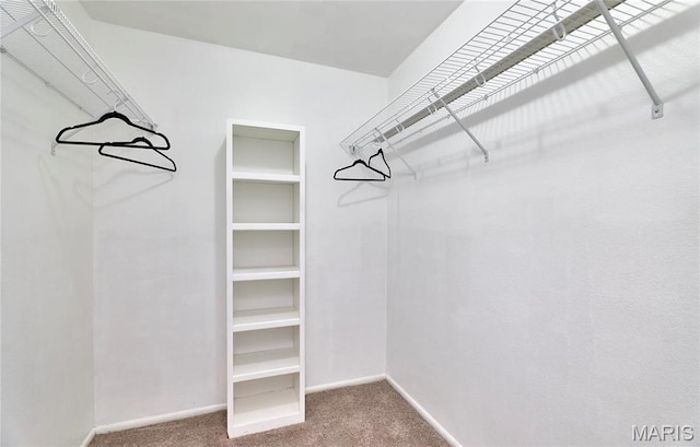 walk in closet featuring carpet