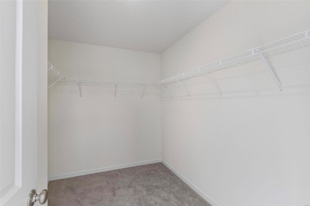 1035 Red Fox Dr, Eureka, MO 63025 - walk in closet with carpet