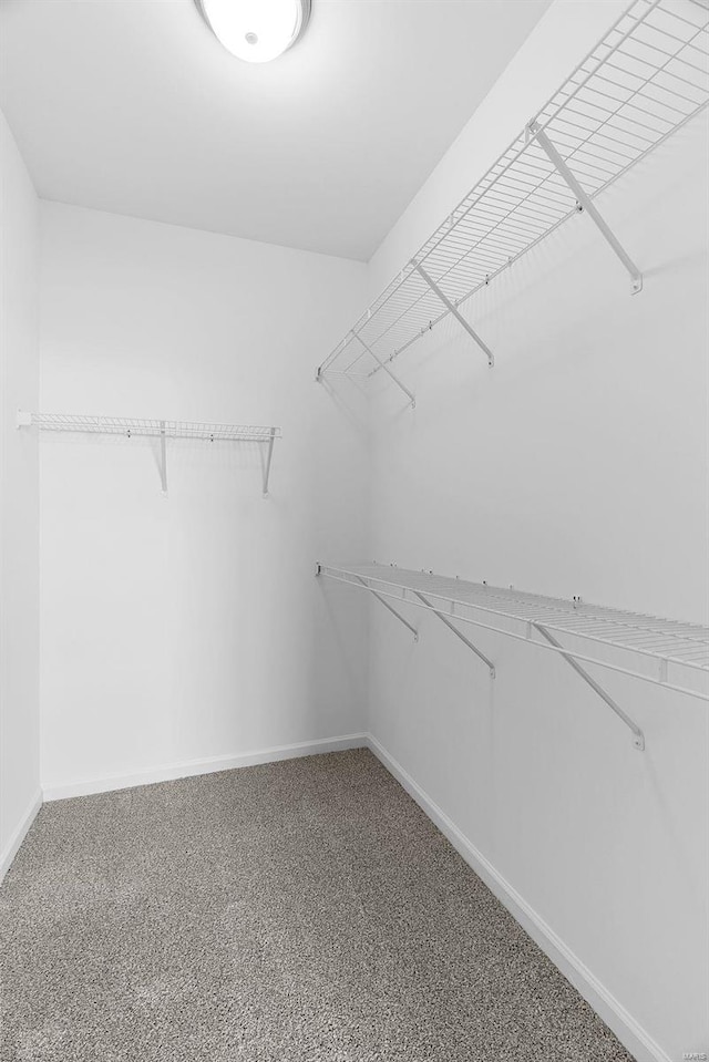 spacious closet featuring carpet floors