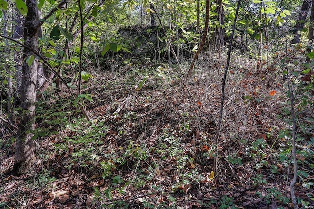view of tree filled area