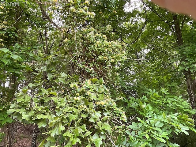 2887 County Road 5620, Willow Springs, MO 65789 - view of nature