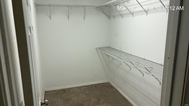 walk in closet featuring carpet floors