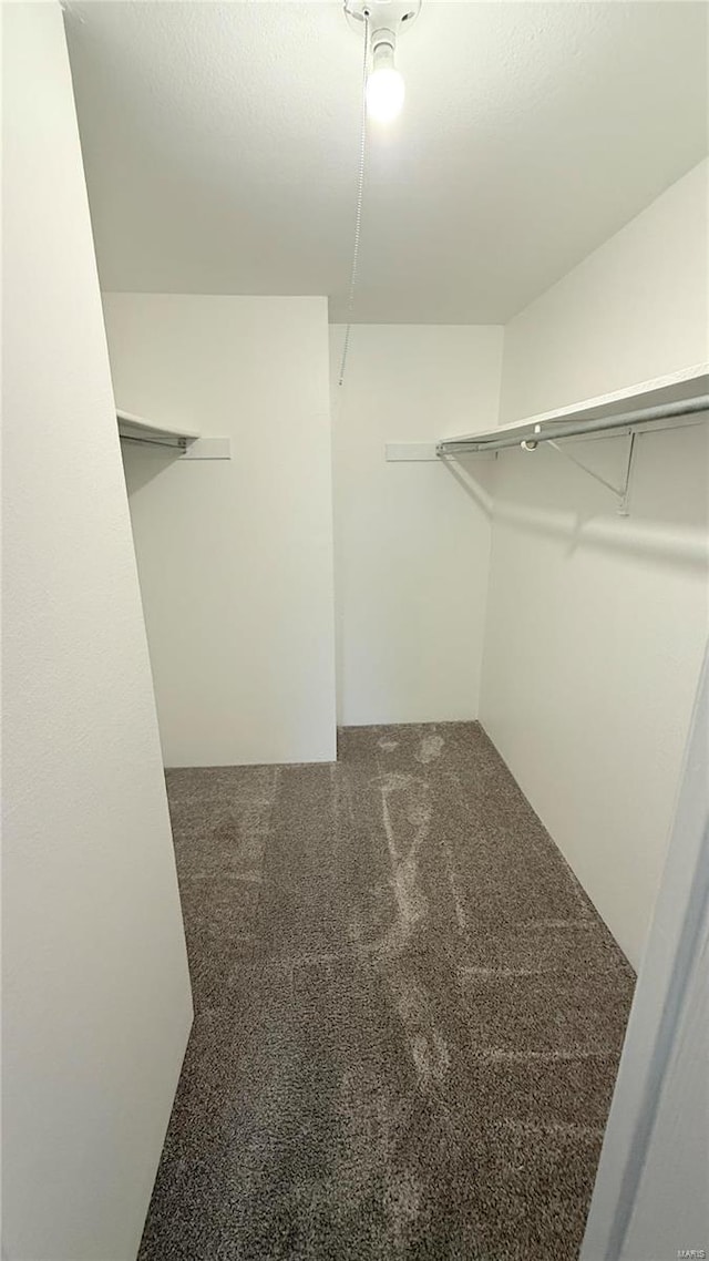 spacious closet featuring carpet