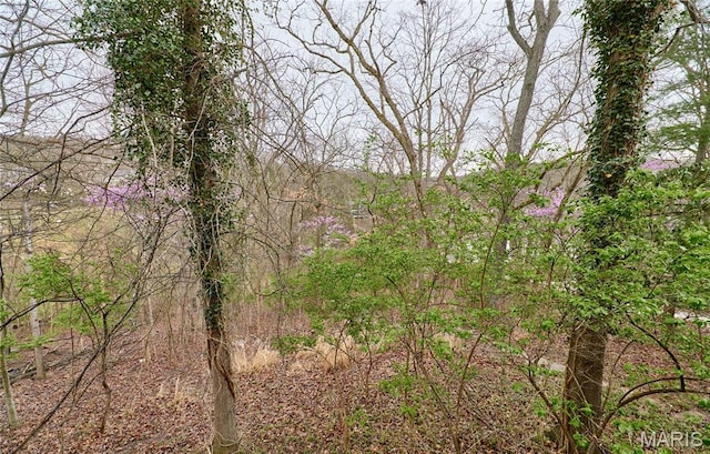 view of woods