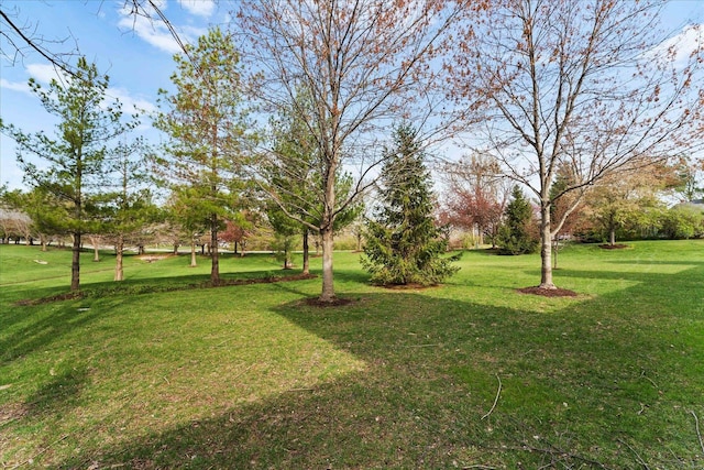 1719 Ambrose Terrace Dr, Swansea, IL 62226 - view of green lawn