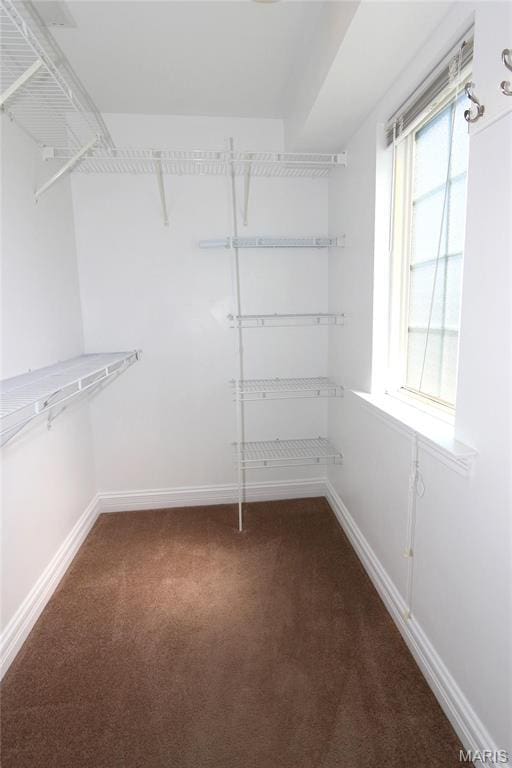 walk in closet featuring carpet