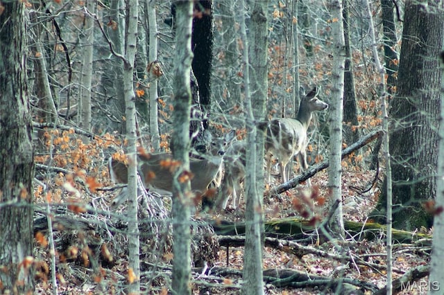 3448 Levee Rd, Centralia, IL 62801 - view of nature