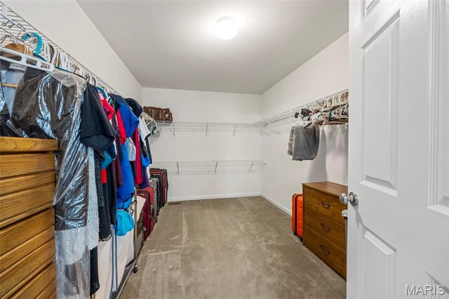 77 Brighton Park Dr, Saint Charles, MO 63303 - walk in closet with carpet flooring