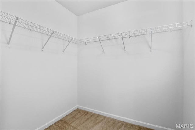 spacious closet featuring carpet flooring