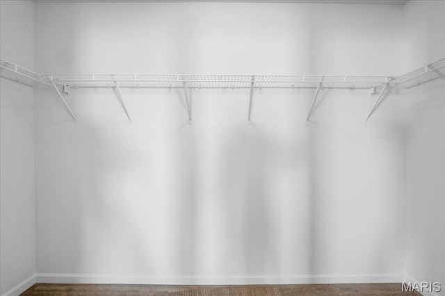 spacious closet featuring carpet floors