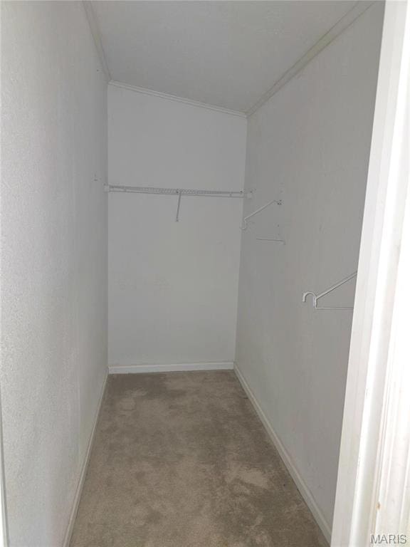 spacious closet with carpet