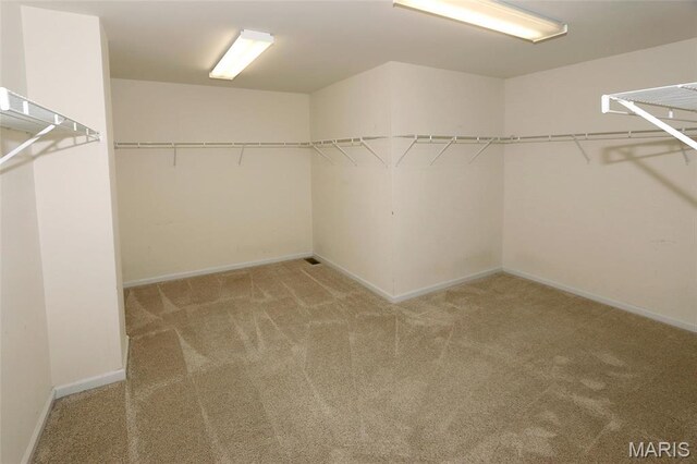 spacious closet featuring carpet