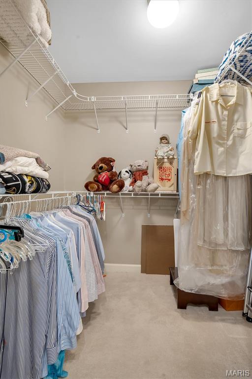 walk in closet with carpet floors