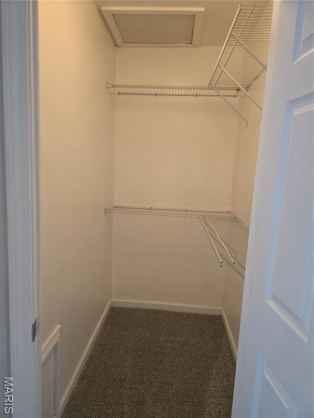 walk in closet featuring carpet floors and attic access