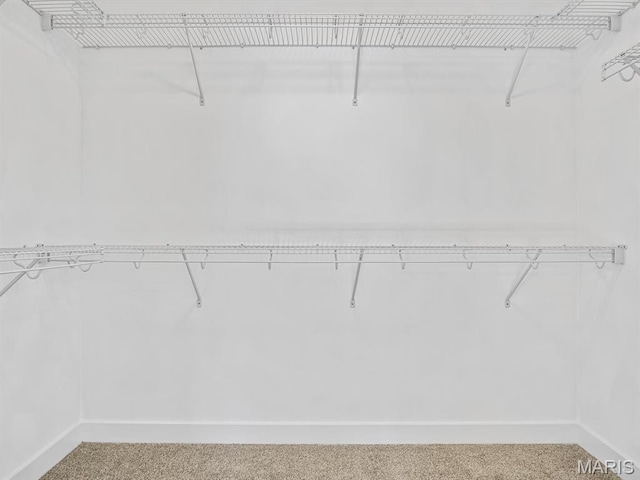 walk in closet featuring carpet flooring