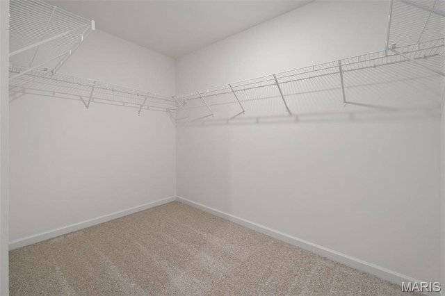 walk in closet featuring carpet flooring