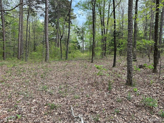 6209 Ripley 21 N-18, Doniphan, MO 63935 - view of wooded area