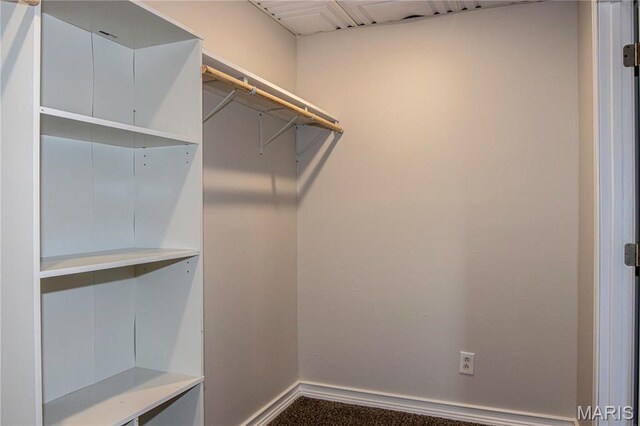 spacious closet featuring carpet floors