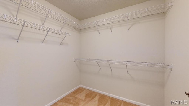 spacious closet featuring carpet