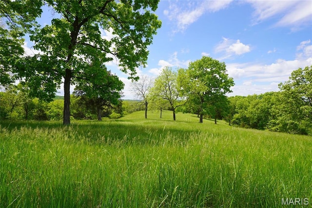 view of local wilderness
