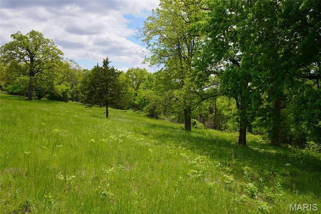 view of woods