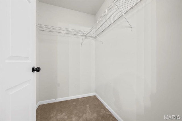 walk in closet with carpet floors