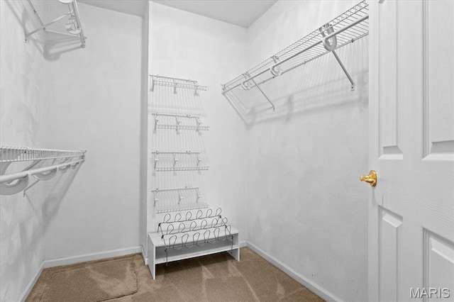 spacious closet featuring carpet flooring