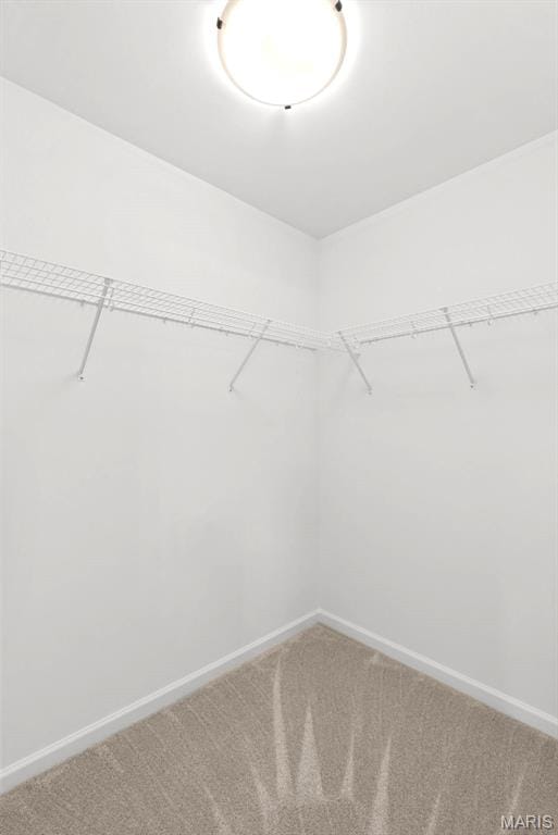 1909 Magnolia Way, Pevely, MO 63070 - walk in closet featuring carpet floors