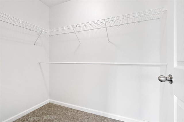walk in closet featuring carpet floors