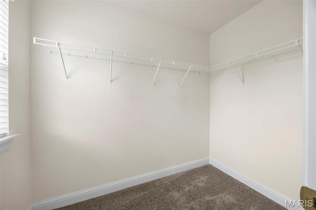 102 Riparian Dr, Ofallon, MO 63368 - walk in closet with carpet floors