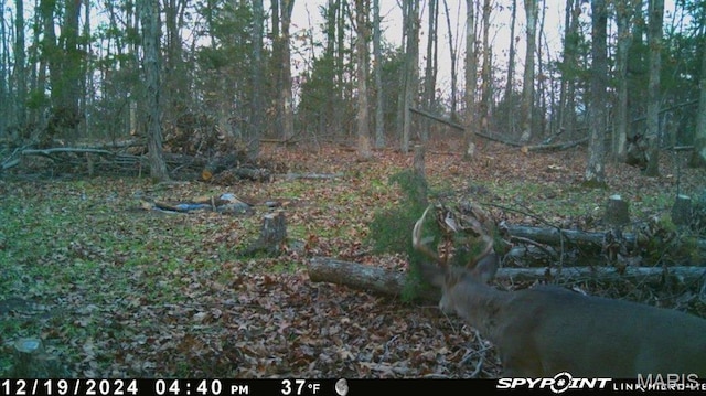 11142 E State Highway 47, Cadet, MO 63630 - view of nature