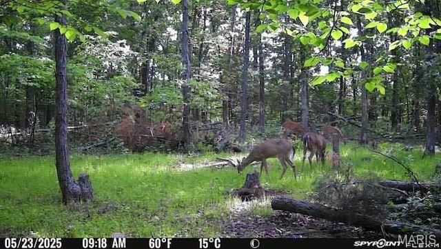 11142 E State Highway 47, Cadet, MO 63630 - view of tree filled area