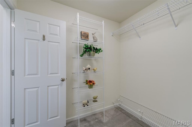 3325 Charlestowne Crossing Dr, Saint Charles, MO 63301 - walk in closet featuring carpet flooring