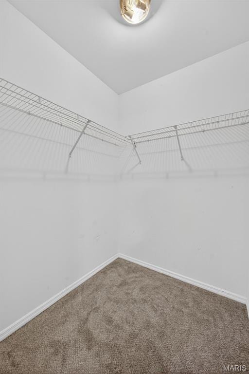 794 Buckboard Ln, Fenton, MO 63026 - walk in closet featuring carpet flooring