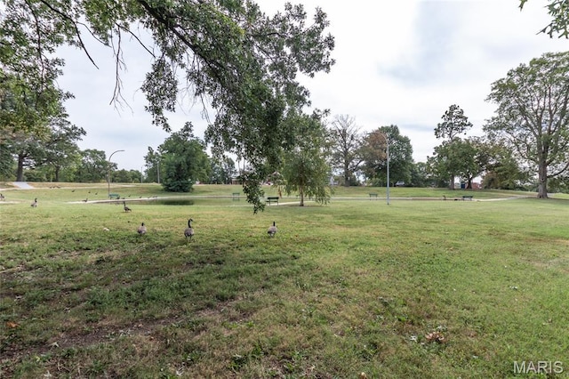3815 N 20th St, Saint Louis, MO 63107 - view of grassy yard