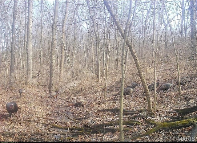 9339 Prairie Ridge Rd, Walsh, IL 62297 - view of local wilderness