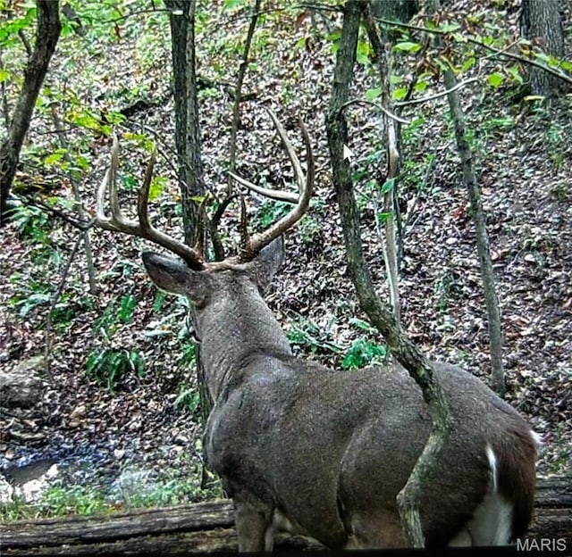 5065 Fox Bridge Rd, Wildwood, MO 63069 - view of nature