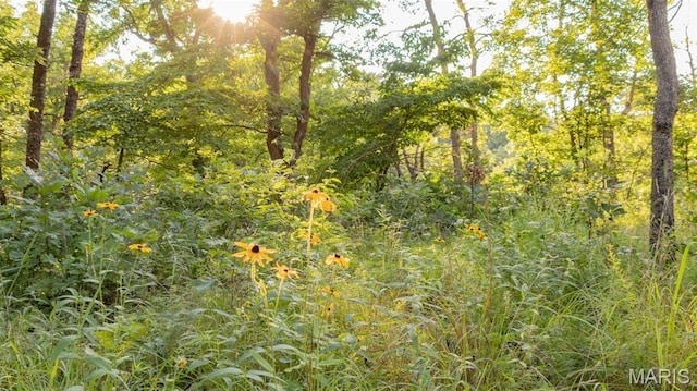 TBD37.42AC Broads Branch Rd, Macks Creek, MO 65786