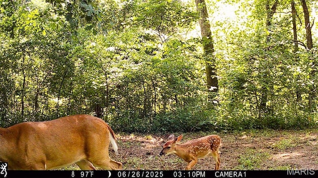 TBD37.42AC Broads Branch Rd, Macks Creek, MO 65786
