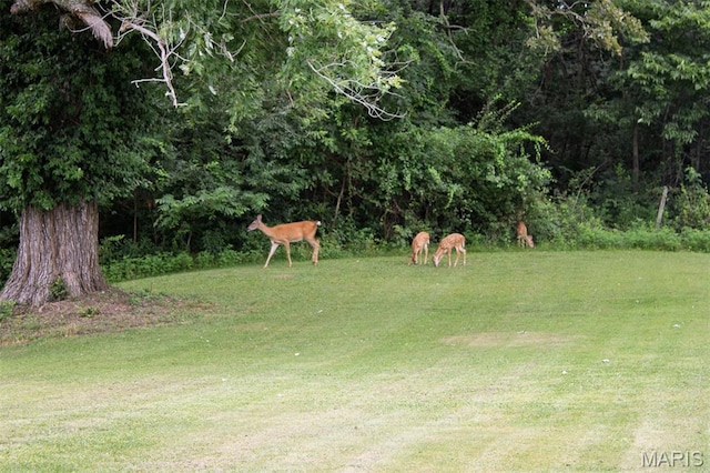 18347 Windy Hill Rd, Staunton, IL 62088 - view of green lawn