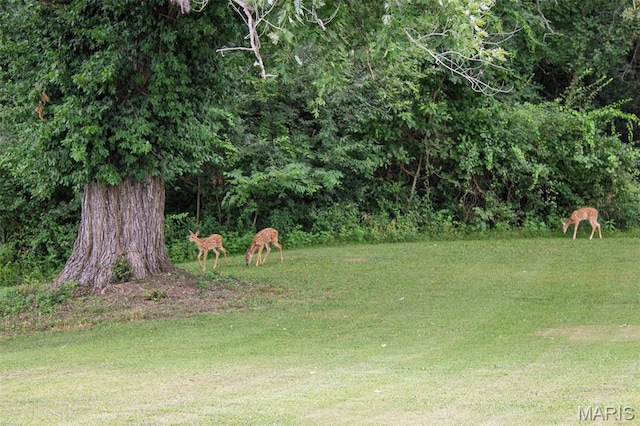 18347 Windy Hill Rd, Staunton, IL 62088 - view of grassy yard