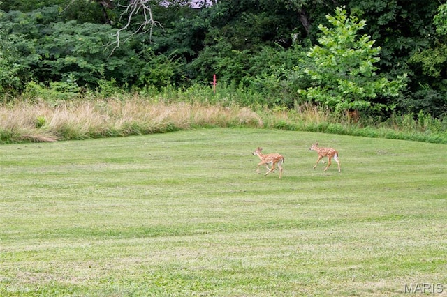 18347 Windy Hill Rd, Staunton, IL 62088 - view of grassy yard